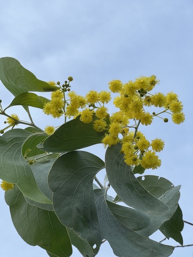 Acacia dunnii