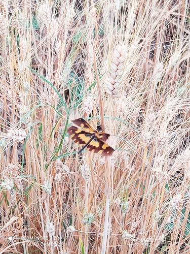 Common Picture Wing