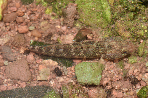 Rhinogobius davidi