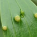 Endoraecium hyalosporum - Photo (c) 邱仲良, todos os direitos reservados, uploaded by 邱仲良