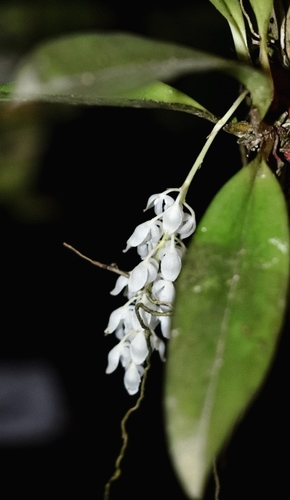 Notylia albida