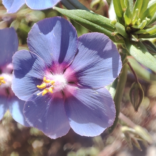Flax-leaved Blue Pimpernel