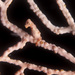 Observation photo