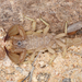 Thick-handed Scorpion - Photo (c) Chris Benesh, all rights reserved, uploaded by Chris Benesh