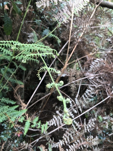 Athyrium filix-femina image