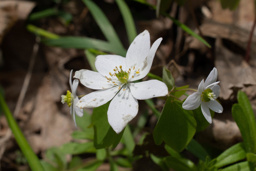 rue anemone from 8000 Elk Lick Falls Rd, Lexington, KY 40515, USA on ...