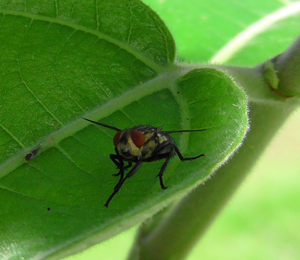 Bot Flies, Blow Flies, and Allies from Watsonville QLD 4887, Australia on February 26, 2020 at