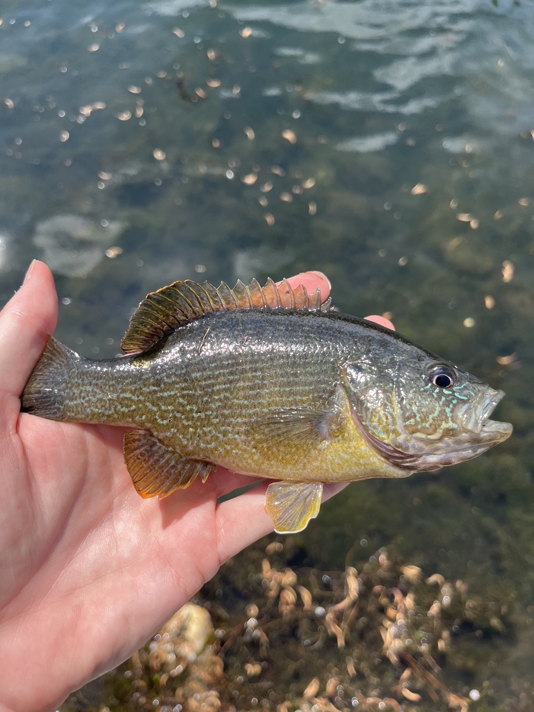 Green Sunfish from The University of Alabama in Huntsville, Huntsville ...