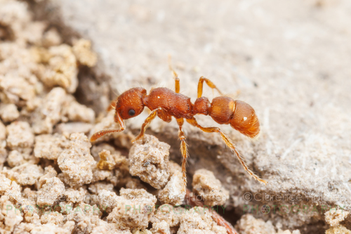 Genus Gnamptogenys · iNaturalist