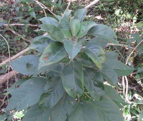 Croton ameliae