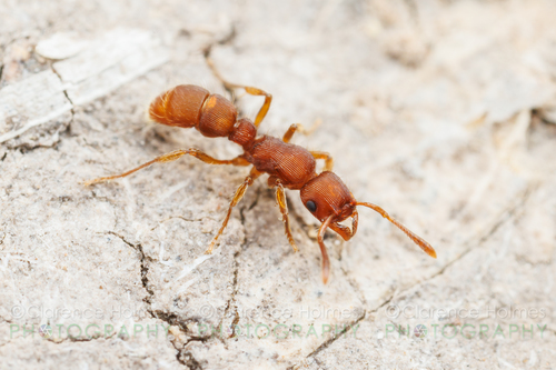 Gnamptogenys hartmaniGnamptogenys hartmani
