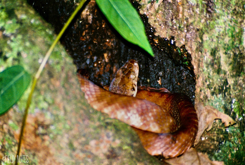 Brown Tree Snake sighting