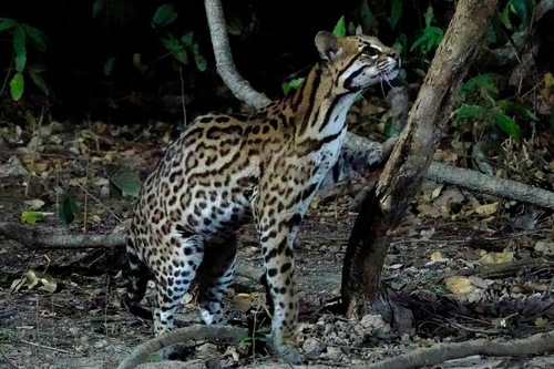 Ocelot