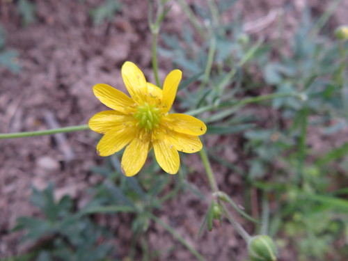 iNaturalist observation photo of buttercups