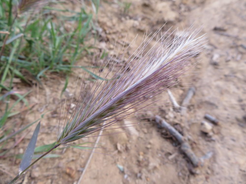 iNaturalist observation photo of wall barley