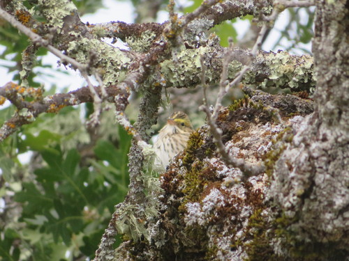 iNaturalist observation photo of Savannah Sparrow