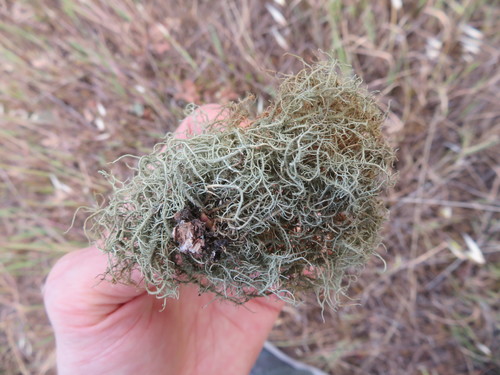 iNaturalist observation photo of beard lichens