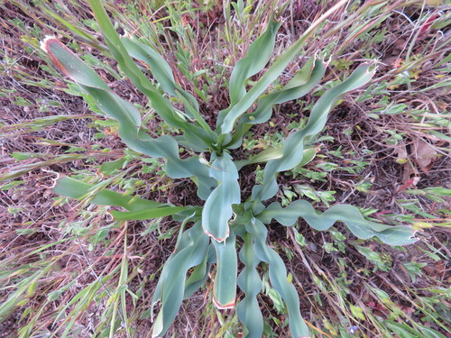 iNaturalist observation photo of wavy-leafed soap plant