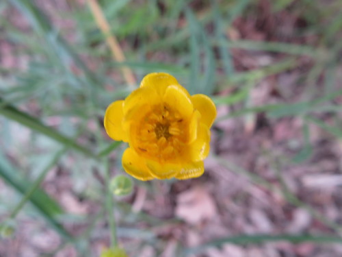 iNaturalist observation photo of buttercups
