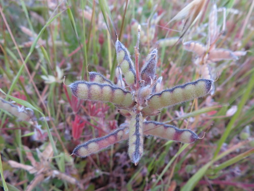 iNaturalist observation photo of lupines