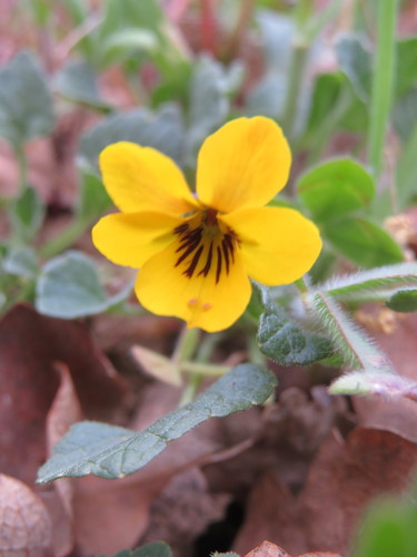 iNaturalist observation photo of California Golden Violet