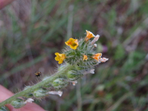 iNaturalist observation photo of Fiddlenecks