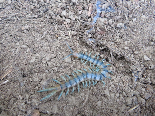 iNaturalist observation photo of Common Desert Centipede