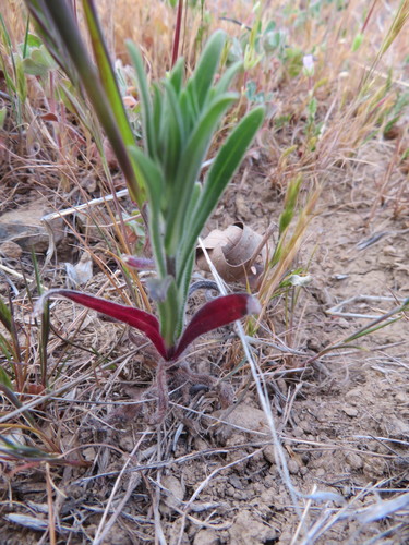 iNaturalist observation photo of tarweeds