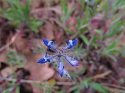 iNaturalist observation photo of lupines