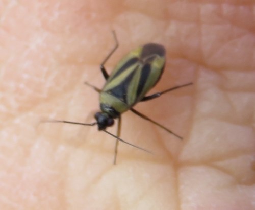 iNaturalist observation photo of Fiddleneck Plant Bug