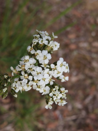 iNaturalist observation photo of common yarrow