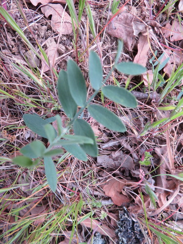 iNaturalist observation photo of sweet peas and vetchlings