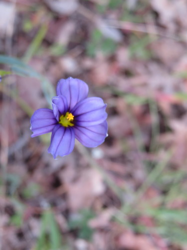 iNaturalist observation photo of western blue-eyed grass