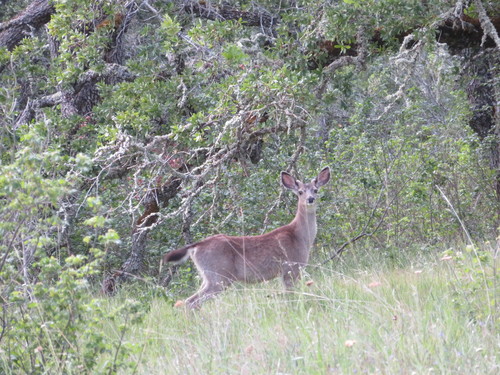 iNaturalist observation photo of Mule Deer
