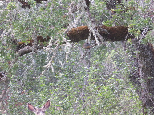 iNaturalist observation photo of California Quail