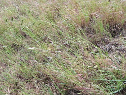 iNaturalist observation photo of Oats