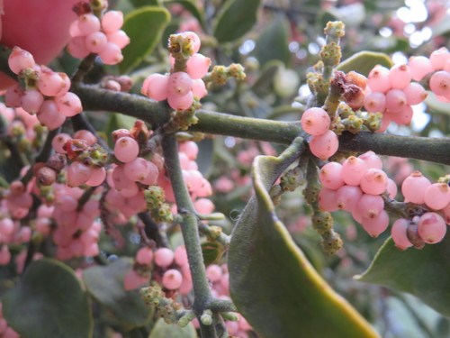 iNaturalist observation photo of oak mistletoe