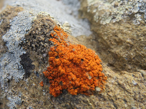 iNaturalist observation photo of Rock Jewel Lichen