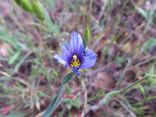 iNaturalist observation photo of western blue-eyed grass