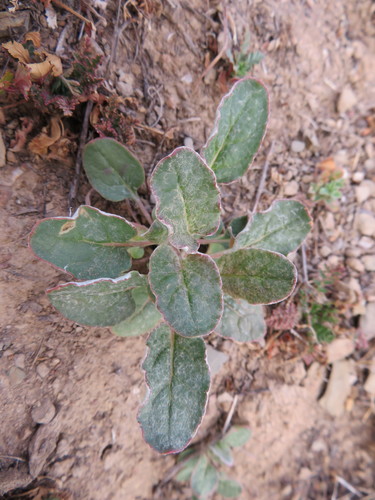 iNaturalist observation photo of wild buckwheats