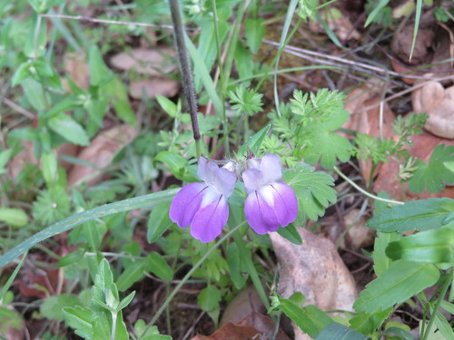 iNaturalist observation photo of Purple Chinese Houses