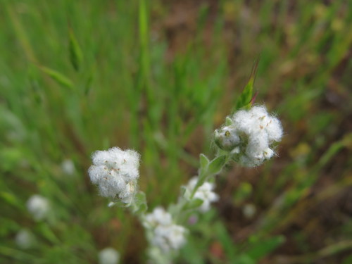 iNaturalist observation photo of Micropus