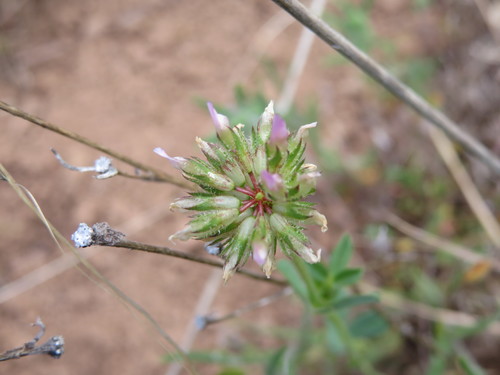 iNaturalist observation photo of Tree Clover