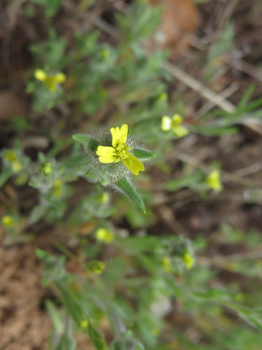 iNaturalist observation photo of grassy tarweed