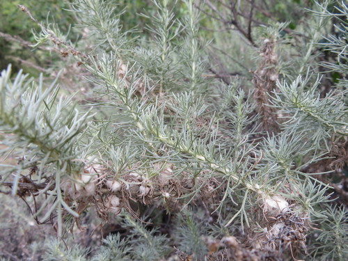 iNaturalist observation photo of California sagebrush