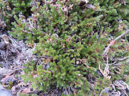 iNaturalist observation photo of Bigelow's Spikemoss