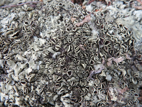 iNaturalist observation photo of rock shield lichens