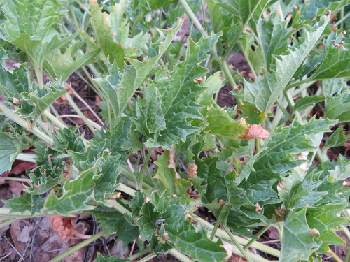 iNaturalist observation photo of California Goosefoot