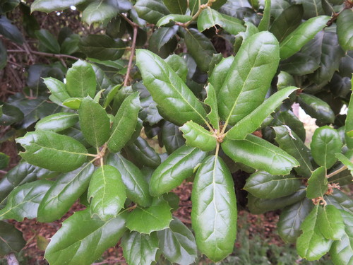 iNaturalist observation photo of coast live oak
