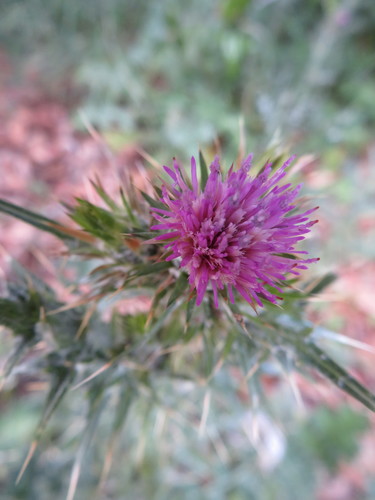iNaturalist observation photo of plumeless thistles